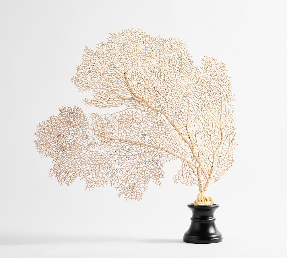 Faux Peach Fan Coral