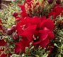 Faux Composed Red Amaryllis