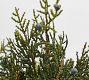 Faux Juniper Clippings Bundle