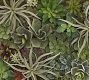 Faux Succulent Wall Art