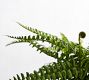 Faux Boston Fern Houseplant
