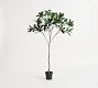 Potted Plumeria Tree