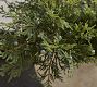 Faux Juniper Clippings Bundle