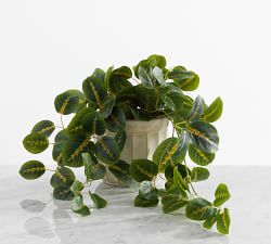 Faux Wandering Prayer Houseplant