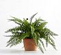 Faux Boston Fern Houseplant