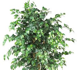 Faux Palace Style Ficus Trees
