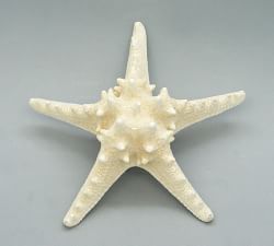 Knobby Starfish - Set of 8
