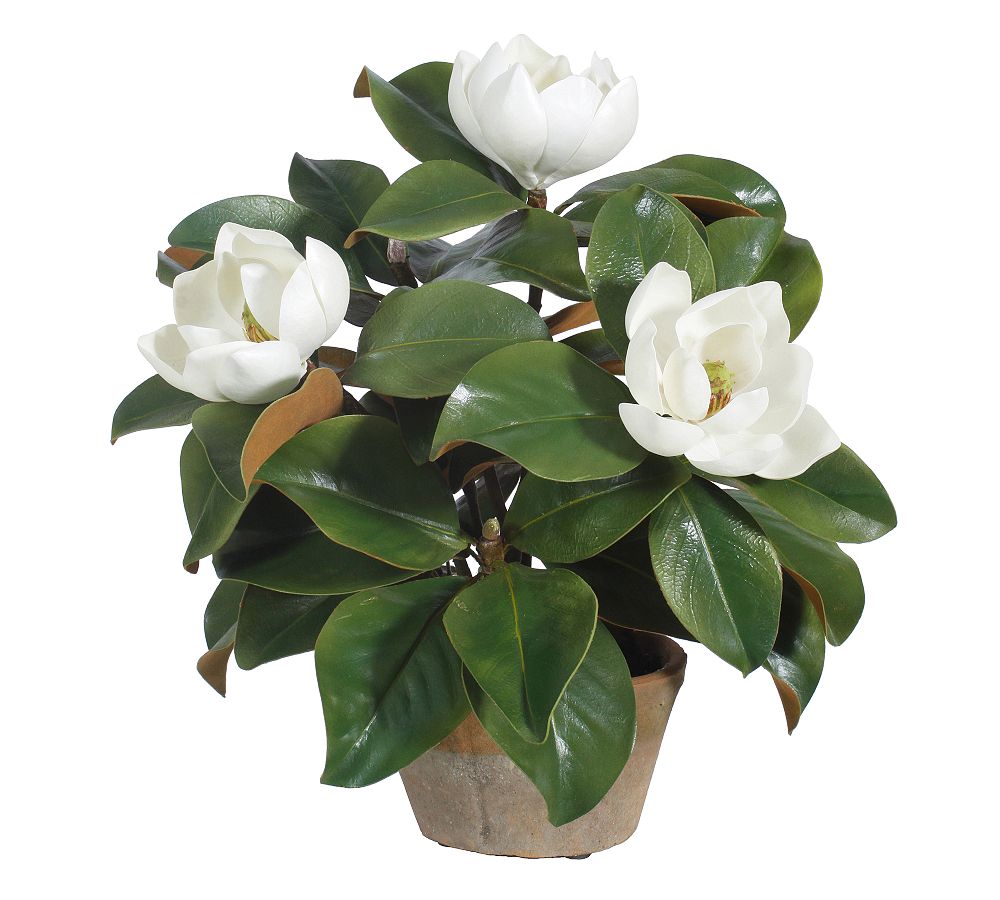 Faux Potted Magnolia