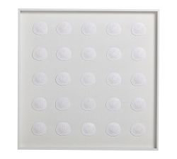 Sand Dollar Shadow Box