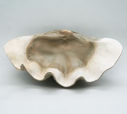 Fossilized Clam Decorative Object