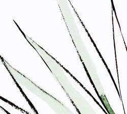 Agave Crop Framed Print