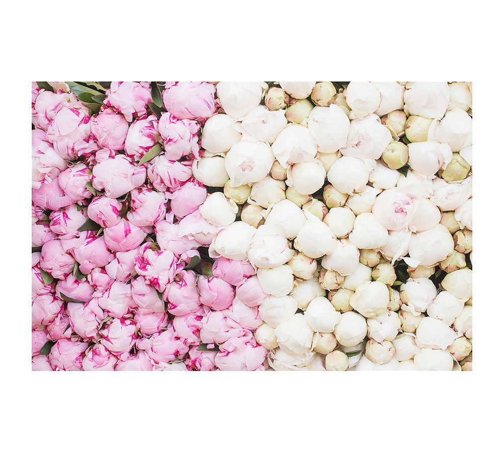 Paris Peony Season at the Market by Rebecca Plotnick