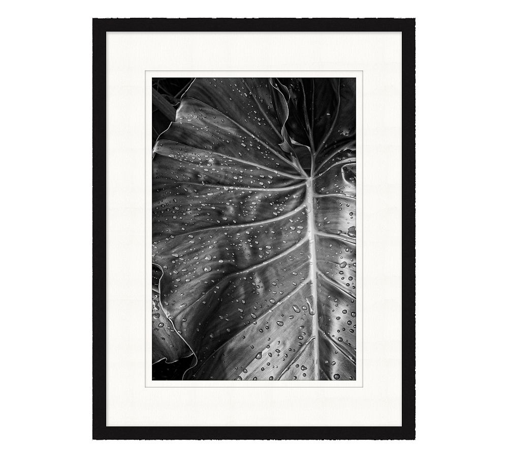 Palm Leaf