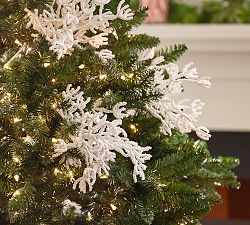 Coral Branch