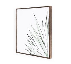 Agave Crop Framed Print