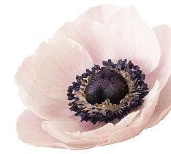Anemone Light Pink Flower Removable Wall Decal