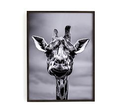 Giraffe Framed Print