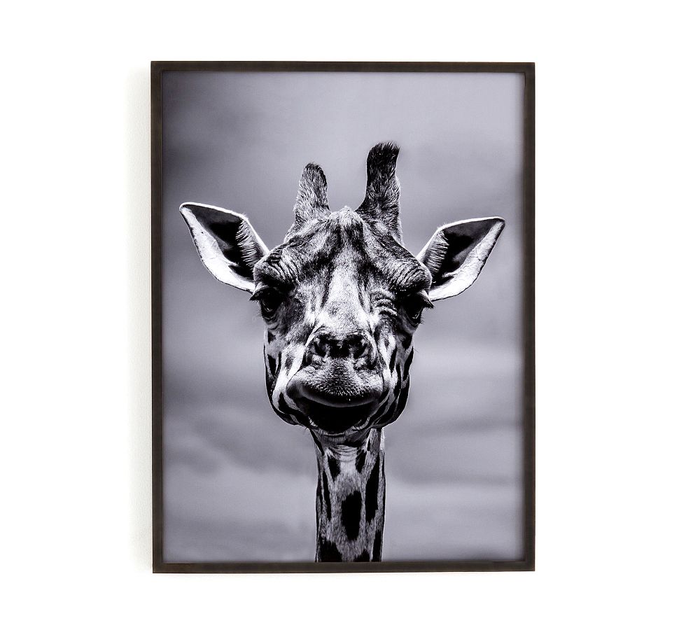 Giraffe Framed Print