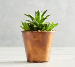 Fresh Succulents in Metal Planters