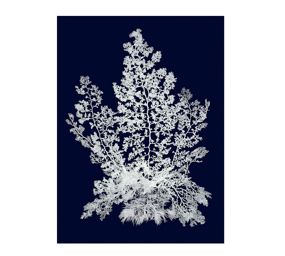 White Coral on Navy