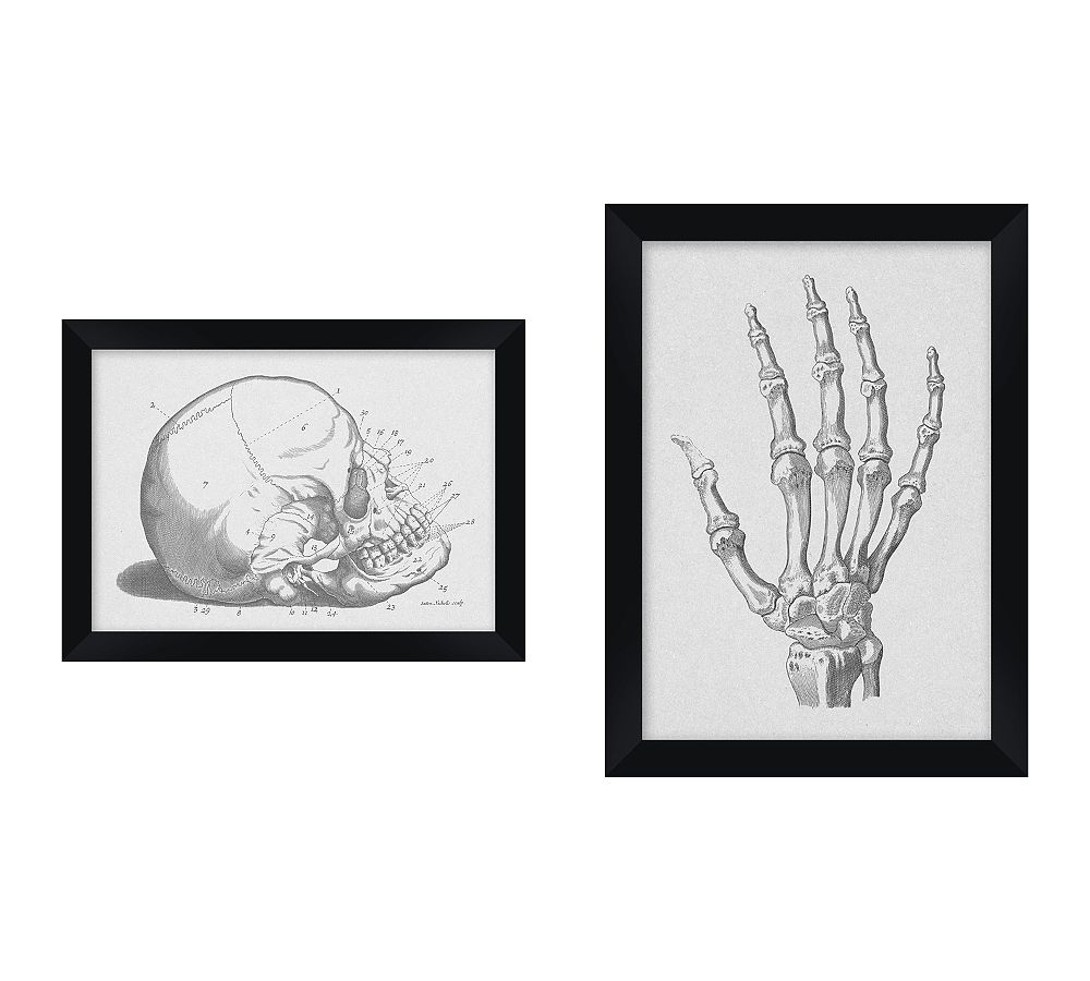 Anatomy
