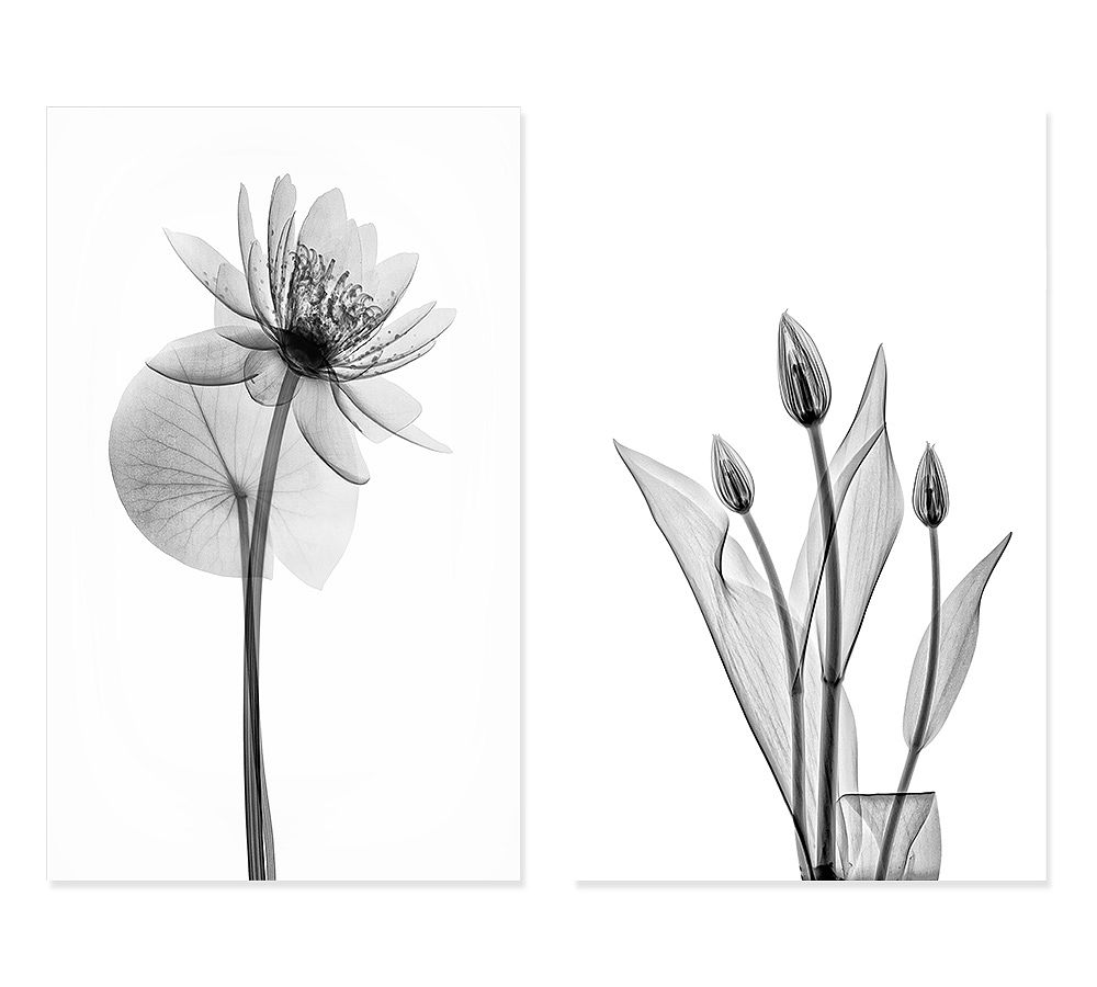Flower Prints on Acrylic Wall Art