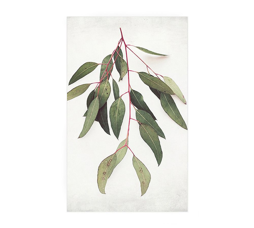 Eucalyptus Sprig by Lupen Grainne