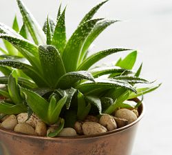 Fresh Succulents in Metal Planters