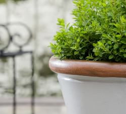 Juliet Glazed Terracotta Planters