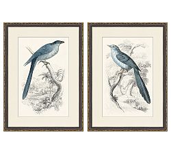 Traditional Bird Framed Paper Prints