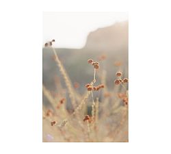 Fall Foliage by Justine Milton