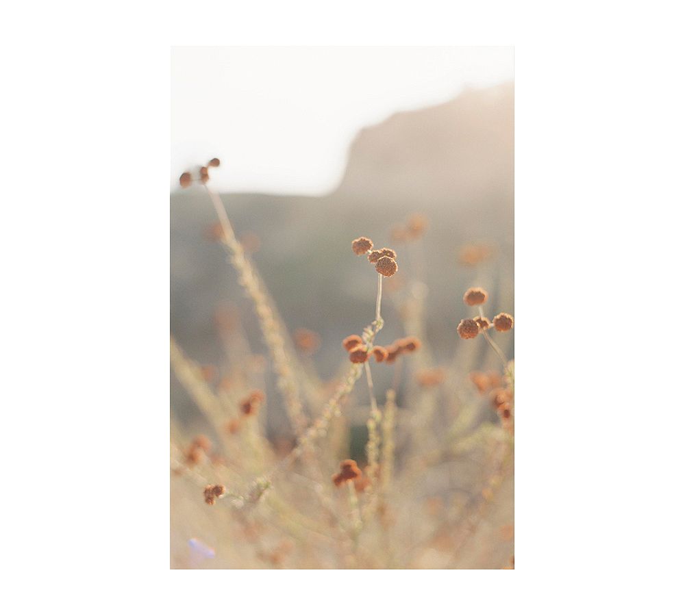 Fall Foliage by Justine Milton