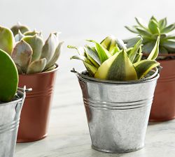 Fresh Succulents in Metal Planters