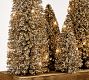 Lit Bottlebrush Tree Centrepiece