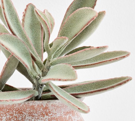 Faux Potted Faded Succulent