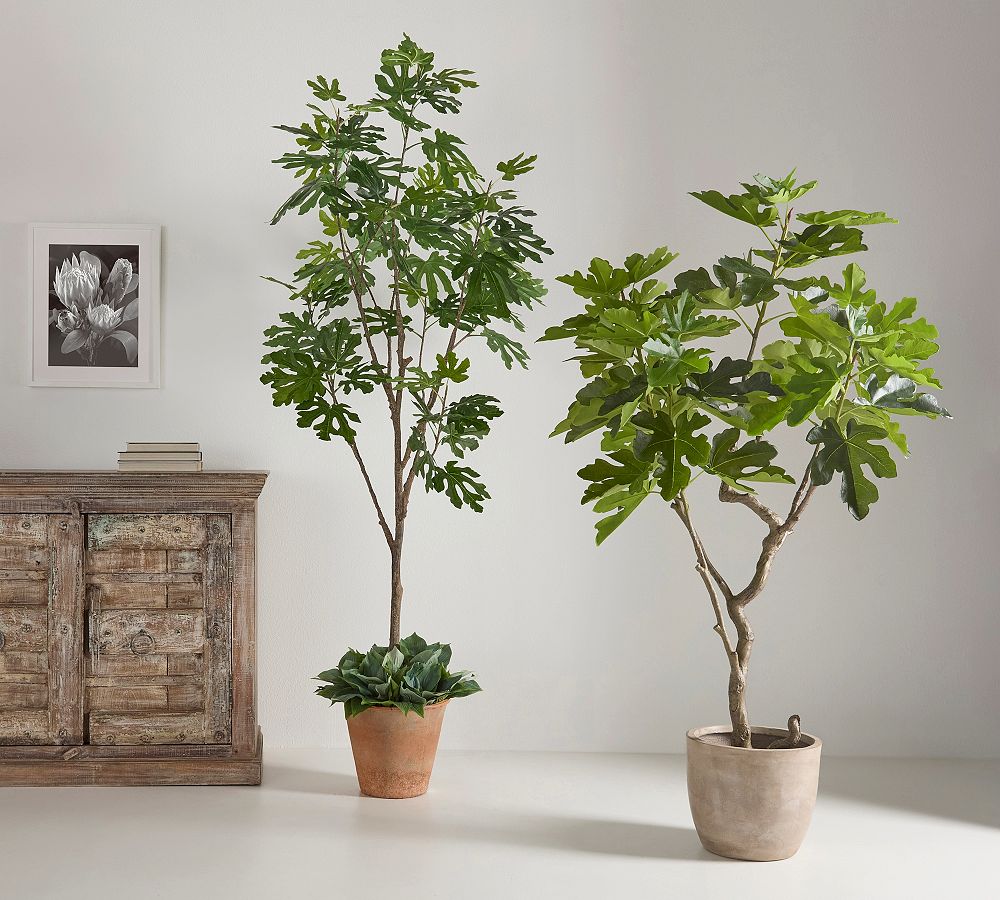 Faux Potted Fig Trees
