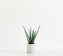 Faux Potted Double Spike Aloe Succulent