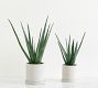 Faux Potted Double Spike Aloe Succulent