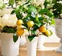 Faux Lemon Bundle