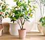 Faux Potted Lemon Topiary