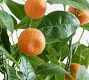 Faux Orange Branch Bundle