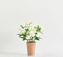 Potted Hellebore 13"