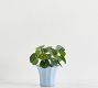 Faux Elephant Ear Plant