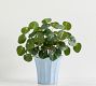 Faux Elephant Ear Plant