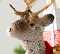 Elk with Gifts