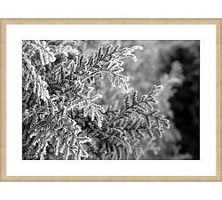 Frosted Pine Framed Print
