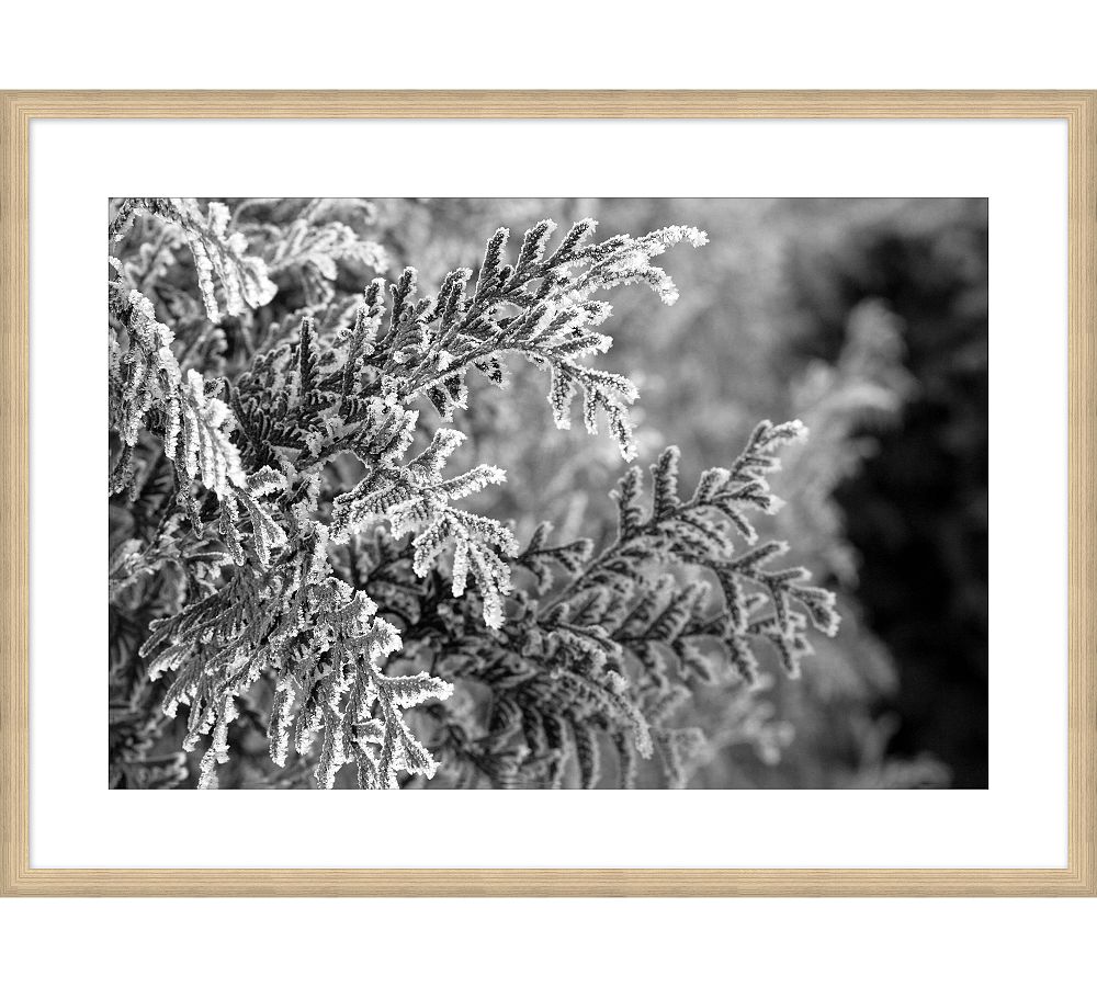 Frosted Pine Framed Print