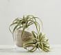 Faux Tillandsia Succulent Stem