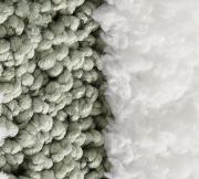 Eucalyptus