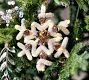 Lit Bottlebrush Snowflake with Pinecones Ornament